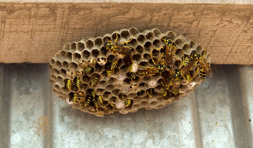 wasp-control